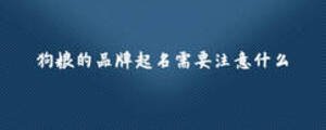 狗粮的品牌起名需要注意什么