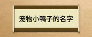 宠物小鸭子的名字