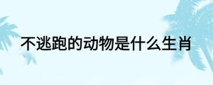 不逃跑的动物是什么生肖