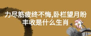力尽筋疲终不悔,卧栏望月盼丰收是什么生肖
