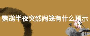 鹦鹉半夜突然闹笼有什么预示