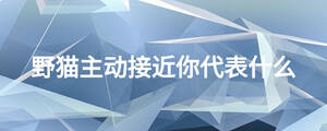 野猫主动接近你代表什么
