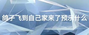 鸽子飞到自己家来了预示什么