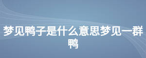 梦见鸭子是什么意思梦见一群鸭