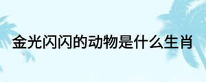 金光闪闪的动物是什么生肖