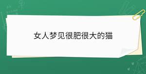 女人梦见很肥很大的猫