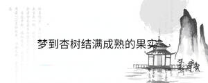 梦到杏树结满成熟的果实